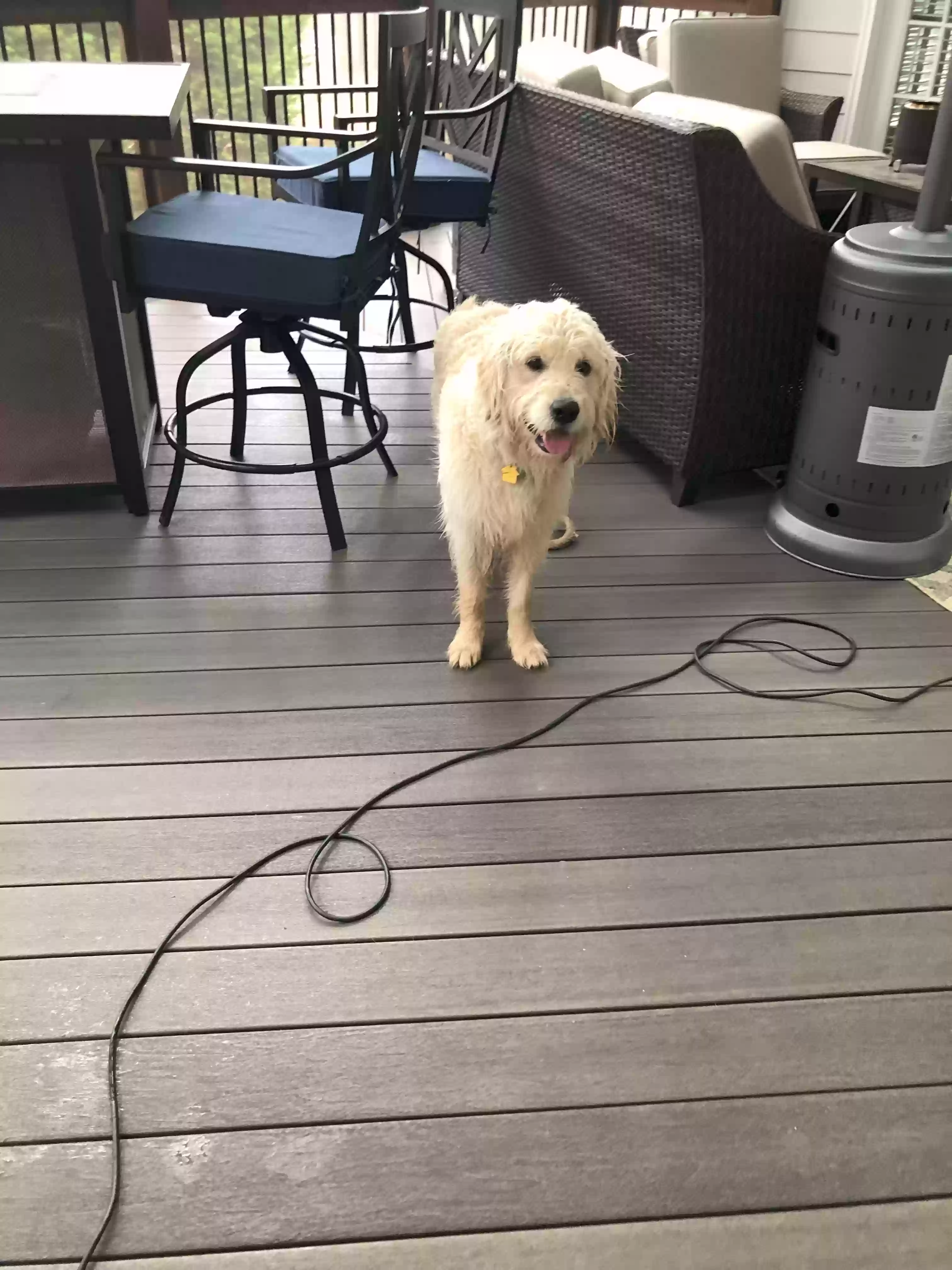 adoptable Dog in Marietta,GA named Bowie